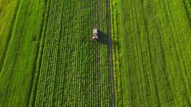 Tractor sprays fertilizer on agricultural plants on the rapeseed field, top view from height