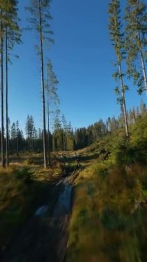 Dikey video. Sonbahar dağ manzarası üzerinde hızlı uçuş, devrilmiş ağaç gövdeleri, akarsu, gündoğumunda ağaçlar. Tatra Dağları, Polonya. POV FPV insansız hava aracı ile filme alındı.