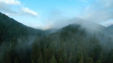 Yollu güzel dağ manzarasının havadan görünüşü. Gün doğumunda, kozalaklı ormanlarla kaplı dağların üzerinden sis yükselir. Ukrayna, Karpat Dağları, Bukovel