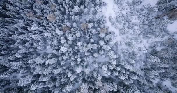 Top View Fabulous Winter Landscape Trees Frosty Day Poland Zakopane — Vídeos de Stock