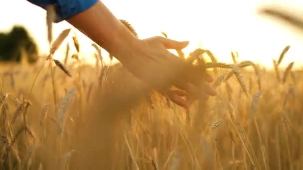 Жінка Торкається Стиглих Вух Пшениці Заході Сонця Повільний Рух — стокове відео