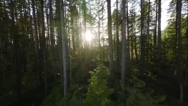 Soepele Vlucht Tussen Bomen Buurt Van Takken Een Prachtig Lentewoud — Stockvideo