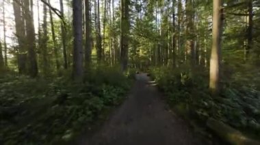 Gün batımında muhteşem bir bahar ormanında dallara yakın ağaçlar arasındaki patika boyunca yumuşak bir uçuş. POV FPV insansız hava aracı ile filme alındı.