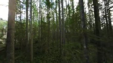 Efsanevi bir bahar ormanında dallara yakın ağaçlar arasında pürüzsüz bir uçuş. POV FPV insansız hava aracı ile filme alındı.