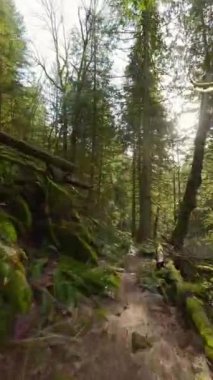 Gün batımında muhteşem bir bahar ormanında dallara yakın ağaçlar arasında yumuşak bir manevra uçuşu. POV FPV insansız hava aracı ile çekildi. British Columbia, Kanada