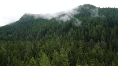 Güzel dağ manzarasının havadan görünüşü. Yağmurdan sonra dağ yamaçlarında kozalaklı ormanlarla kaplı sis yükseliyor. British Columbia, Kanada