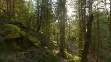 Efsanevi bir bahar ormanında dallara yakın ağaçlar arasında pürüzsüz bir uçuş. POV FPV insansız hava aracı ile çekildi. British Columbia, Kanada