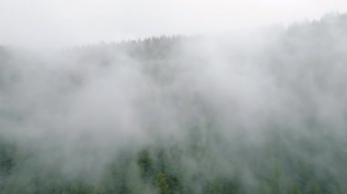Güzel dağ manzarasının havadan görünüşü. Yağmurdan sonra dağ yamaçlarında kozalaklı ormanlarla kaplı sis yükseliyor. British Columbia, Kanada