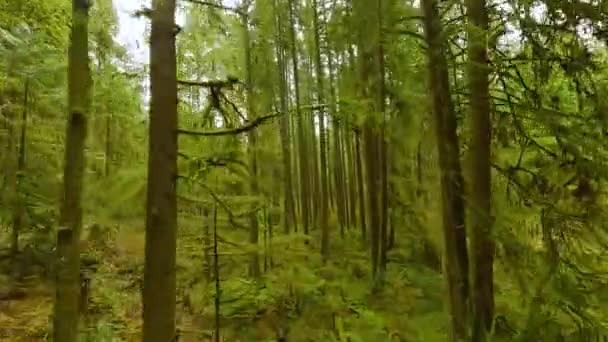 在一个神奇的春天森林里 在树枝附近的树木间平稳地飞翔 用Fpv无人机拍摄的Pov — 图库视频影像