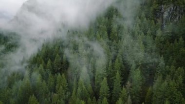 Güzel dağ manzarasının havadan görünüşü. Yağmurdan sonra dağ yamaçlarında kozalaklı ormanlarla kaplı sis yükseliyor. British Columbia, Kanada