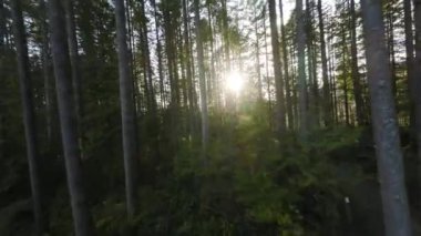 Gün batımında muhteşem bir bahar ormanında dallara yakın ağaçlar arasında pürüzsüz bir uçuş. POV FPV insansız hava aracı ile çekildi. British Columbia, Kanada
