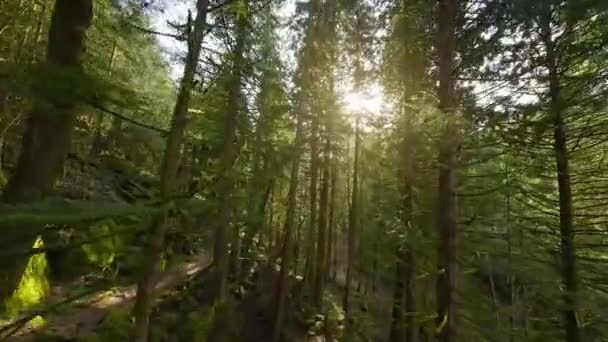 日落时分 在美丽的春天森林里 在树枝附近的树木间平稳地飞翔 Pov用Fpv无人机拍摄 加拿大不列颠哥伦比亚省 — 图库视频影像