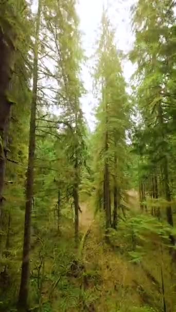 垂直录像 在一个神奇的春天森林里 在树枝附近的树木间平稳地飞翔 用Fpv无人机拍摄的Pov — 图库视频影像