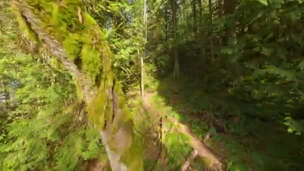 阳光明媚的日子里 在美丽的春天森林里 在树枝之间平稳地飞翔 Pov用Fpv无人机拍摄 加拿大不列颠哥伦比亚省 — 图库视频影像