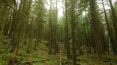 Efsanevi bir bahar ormanında dallara yakın ağaçlar arasında pürüzsüz bir uçuş. POV FPV insansız hava aracı ile çekildi. British Columbia, Kanada