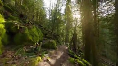Gün batımında muhteşem bir bahar ormanında dallara yakın ağaçlar arasında pürüzsüz bir uçuş. POV FPV insansız hava aracı ile çekildi. British Columbia, Kanada