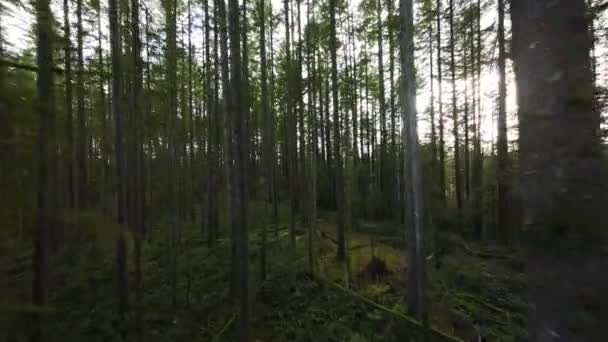 Vuelo Suave Entre Los Árboles Cerca Las Ramas Fabuloso Bosque — Vídeo de stock