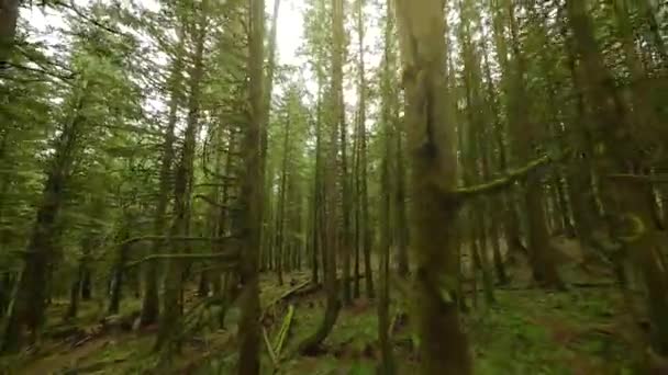 在一个神奇的春天森林里 在树枝附近的树木间平稳地飞翔 Pov用Fpv无人机拍摄 加拿大不列颠哥伦比亚省 — 图库视频影像