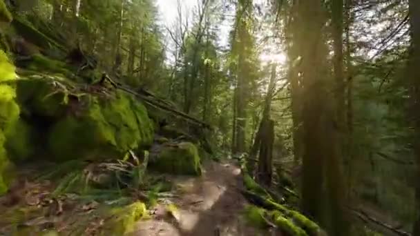 Hladký Let Mezi Stromy Blízkosti Větví Nádherném Jarním Lese Při — Stock video