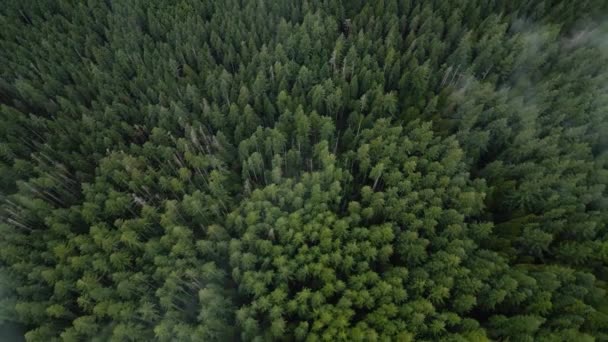 Vue Aérienne Belle Forêt Montagne Après Pluie Brouillard Élève Sur — Video