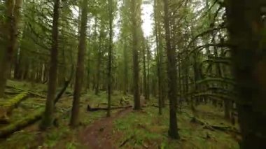 Efsanevi bir bahar ormanında dallara yakın ağaçlar arasında pürüzsüz bir uçuş. POV FPV insansız hava aracı ile çekildi. British Columbia, Kanada