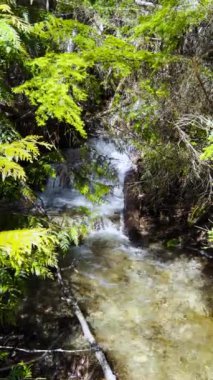 Chilliwack Gölü yakınlarındaki güzel küçük şelalenin dikey videosu, British Columbia, Kanada. 
