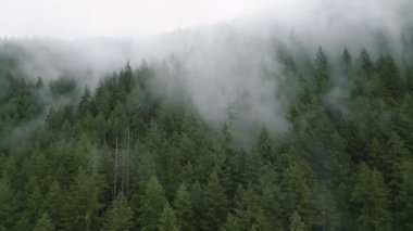 Güzel dağ manzarasının havadan görünüşü. Yağmurdan sonra dağ yamaçlarında kozalaklı ormanlarla kaplı sis yükseliyor. British Columbia, Kanada