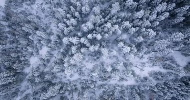 Top down view of a fabulous winter landscape with trees in frosty day. Poland, Zakopane.