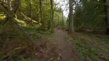 Efsanevi bir bahar ormanında dallara yakın ağaçlar arasında pürüzsüz bir uçuş. POV FPV insansız hava aracı ile çekildi. British Columbia, Kanada