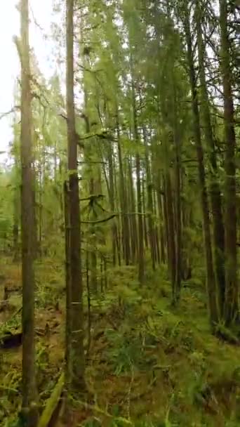 Vertikální Video Hladký Let Mezi Stromy Blízkosti Větví Nádherném Jarním — Stock video