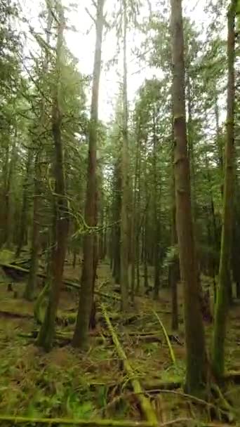 Dikey Video Efsanevi Bir Bahar Ormanında Dallara Yakın Ağaçlar Arasında — Stok video