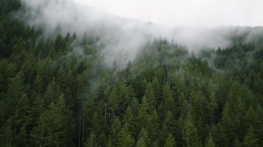 Güzel dağ manzarasının havadan görünüşü. Yağmurdan sonra dağ yamaçlarında kozalaklı ormanlarla kaplı sis yükseliyor. British Columbia, Kanada
