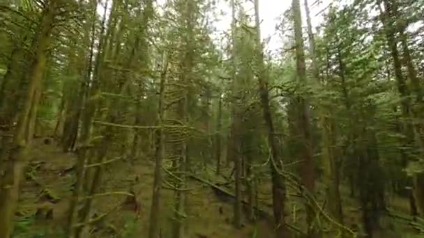 Hladký Let Mezi Stromy Blízkosti Větví Nádherném Jarním Lese Pov — Stock video