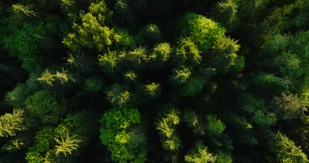Vista Cima Para Baixo Floresta Coníferas Câmara Sobe Gira Fundo — Vídeo de Stock