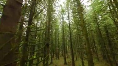 Efsanevi bir bahar ormanında dallara yakın ağaçlar arasında pürüzsüz bir uçuş. POV FPV insansız hava aracı ile çekildi. British Columbia, Kanada