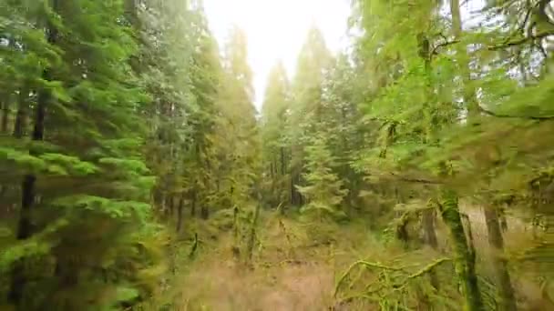 在一个神奇的春天森林里 在树枝附近的树木间平稳地飞翔 Pov用Fpv无人机拍摄 加拿大不列颠哥伦比亚省 — 图库视频影像