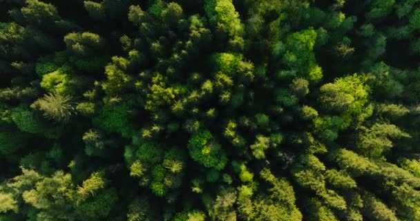 Vista Cima Para Baixo Floresta Coníferas Câmara Desce Gira Fundo — Vídeo de Stock