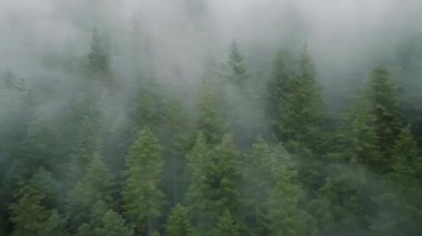 Güzel dağ manzarasının havadan görünüşü. Yağmurdan sonra dağ yamaçlarında kozalaklı ormanlarla kaplı sis yükseliyor. British Columbia, Kanada