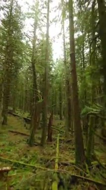 Dikey video. Efsanevi bir bahar ormanında dallara yakın ağaçlar arasında pürüzsüz bir uçuş. POV FPV insansız hava aracı ile çekildi. British Columbia, Kanada