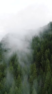 Dikey video. Güzel dağ manzarasının havadan görünüşü. Yağmurdan sonra dağ yamaçlarında kozalaklı ormanlarla kaplı sis yükseliyor. British Columbia, Kanada