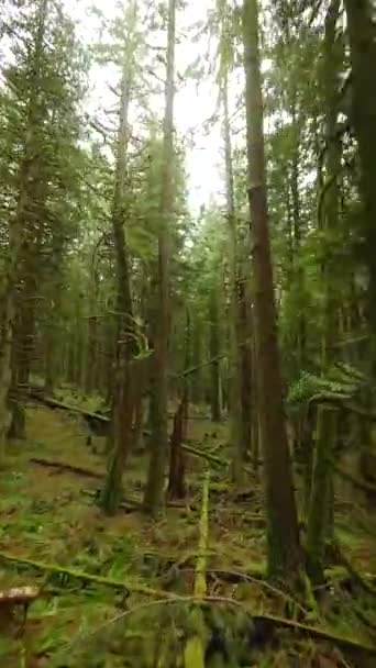垂直录像 在一个神奇的春天森林里 在树枝附近的树木间平稳地飞翔 Pov用Fpv无人机拍摄 加拿大不列颠哥伦比亚省 — 图库视频影像