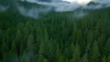 Güzel dağ manzarasının havadan görünüşü. Yağmurdan sonra dağların tepelerinde kozalaklı ormanlarla kaplı bulutlar uçuşuyor. Lynn Canyon Parkı, British Columbia, Kanada