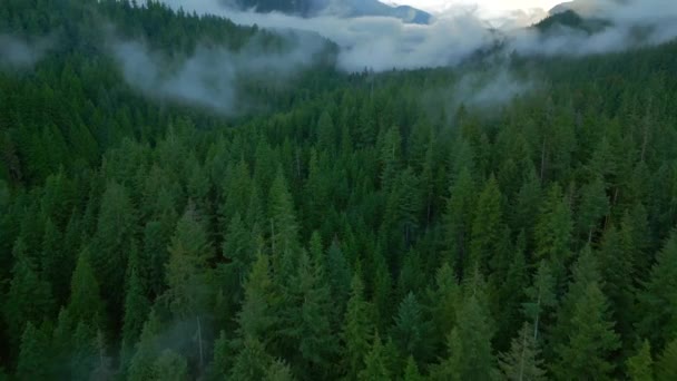 从空中俯瞰美丽的山景 云朵盘旋在布满针叶林的山坡上 Lynn Canyon公园 加拿大不列颠哥伦比亚省 — 图库视频影像