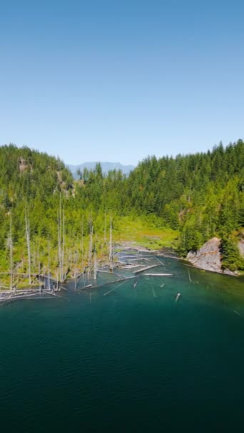 垂直录像 阳光明媚的天空中隐藏着湖水的风景 破碎的树干漂浮在水面上 加拿大的排斥性质 — 图库视频影像