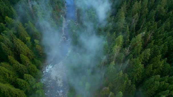 Güzel Dağ Manzarasının Yukarıdan Görünüşü Bir Dağ Nehri Uzun Ağaçların — Stok video