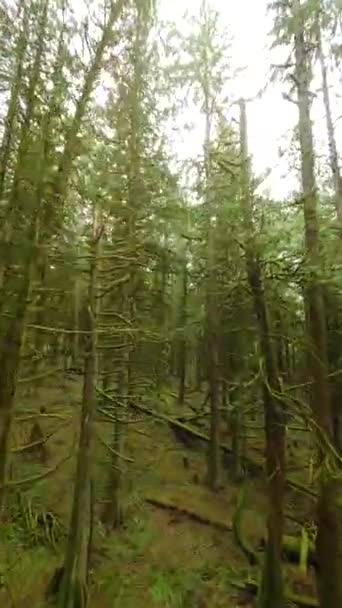 垂直录像 在一个神奇的春天森林里 在树枝附近的树木间平稳地飞翔 Pov用Fpv无人机拍摄 加拿大不列颠哥伦比亚省 — 图库视频影像