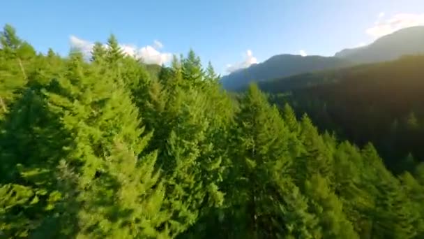Manövrerbar Flygning Över Bergssluttningen Täckt Med Skog Fpv Drone Tagen — Stockvideo