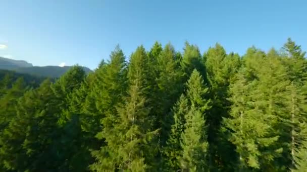用Fpv Drone型飞机在覆盖着森林的山坡上进行可操作的飞行 在加拿大不列颠哥伦比亚省温哥华附近拍摄 — 图库视频影像