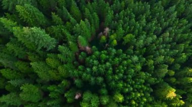 Kozalaklı ormanın yukarıdan aşağı manzarası. Doğal arka plan. British Columbia, Kanada