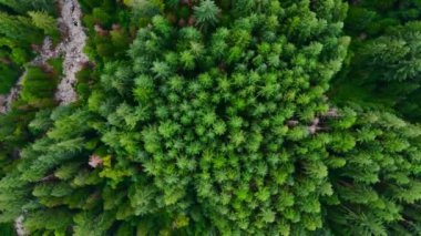 Kozalaklı ormanın yukarıdan aşağı manzarası. Kamera iniyor. Doğal arka plan. British Columbia, Kanada